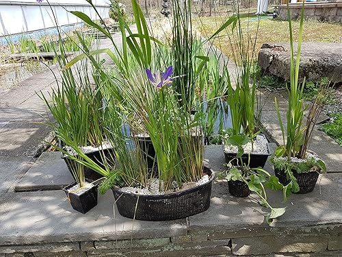 Miniatura 5 de PondH2o - Cestas cuadradas de plástico acuático de malla ranurada para plantas o flores, paquete de 6 macetas grandes para jardines acuáticos,