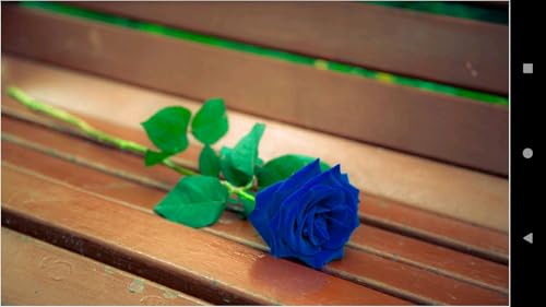 995 Flowers Wallpapers