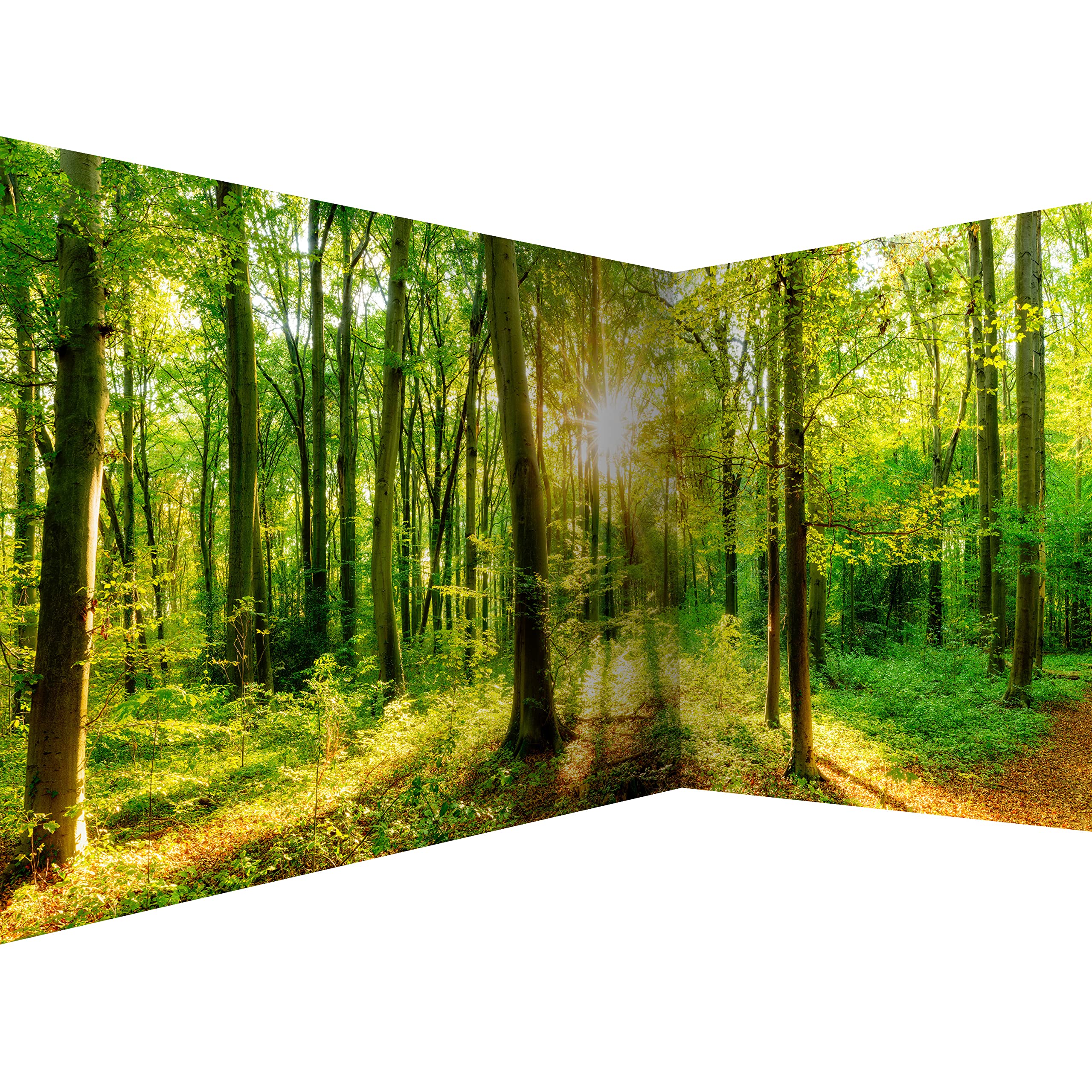 murando - Premium Photo Wallpaper Forest 550x250 cm / 217"x98" - Non-Woven Premium Art Print Fleece Wall Mural Decoration Poster Picture Design Modern - Landscape Nature Green b-B-0383-a-a — image 1