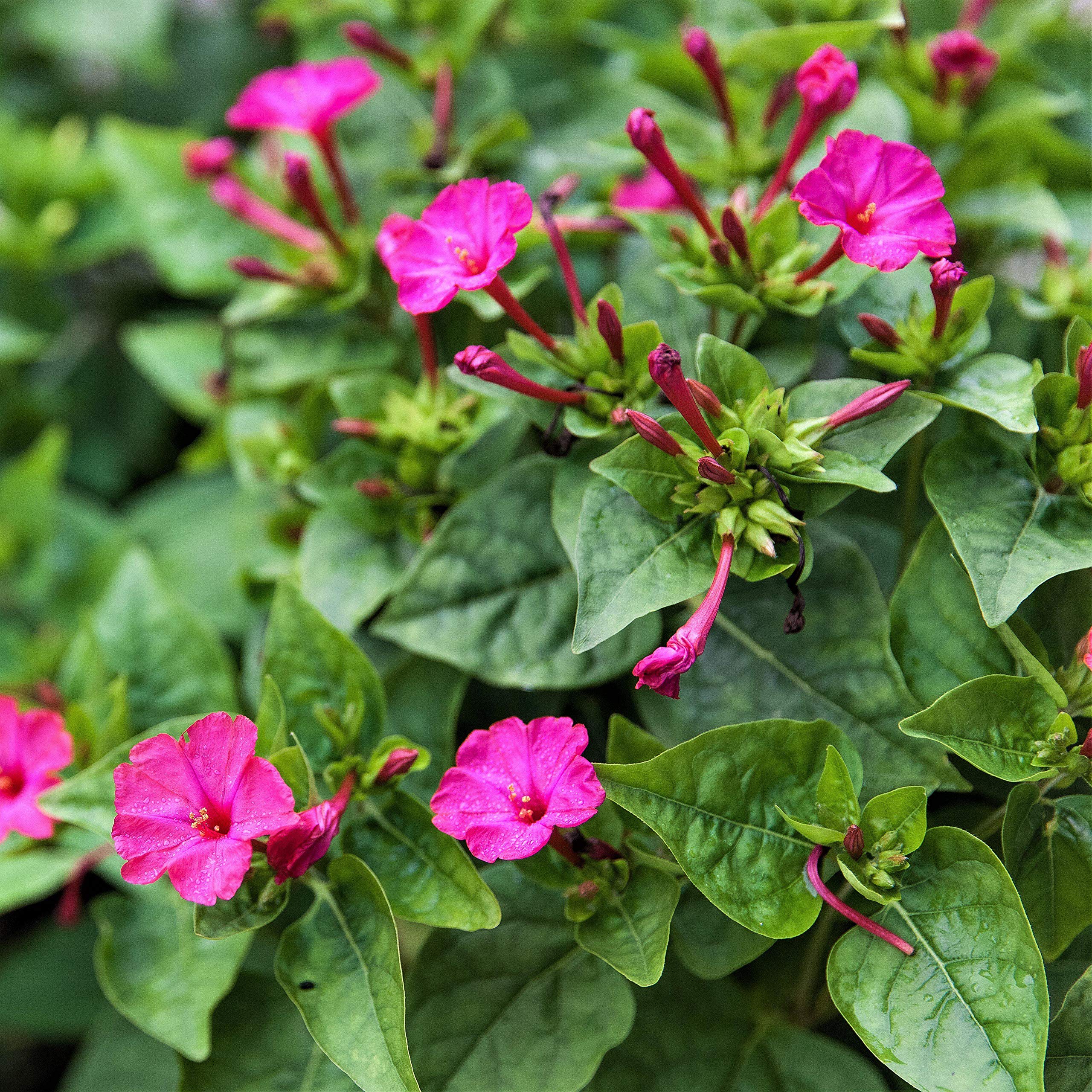 Magenta Four O'Clock Seeds - Mirabilis multiflora - #30 - Easy to Grow!