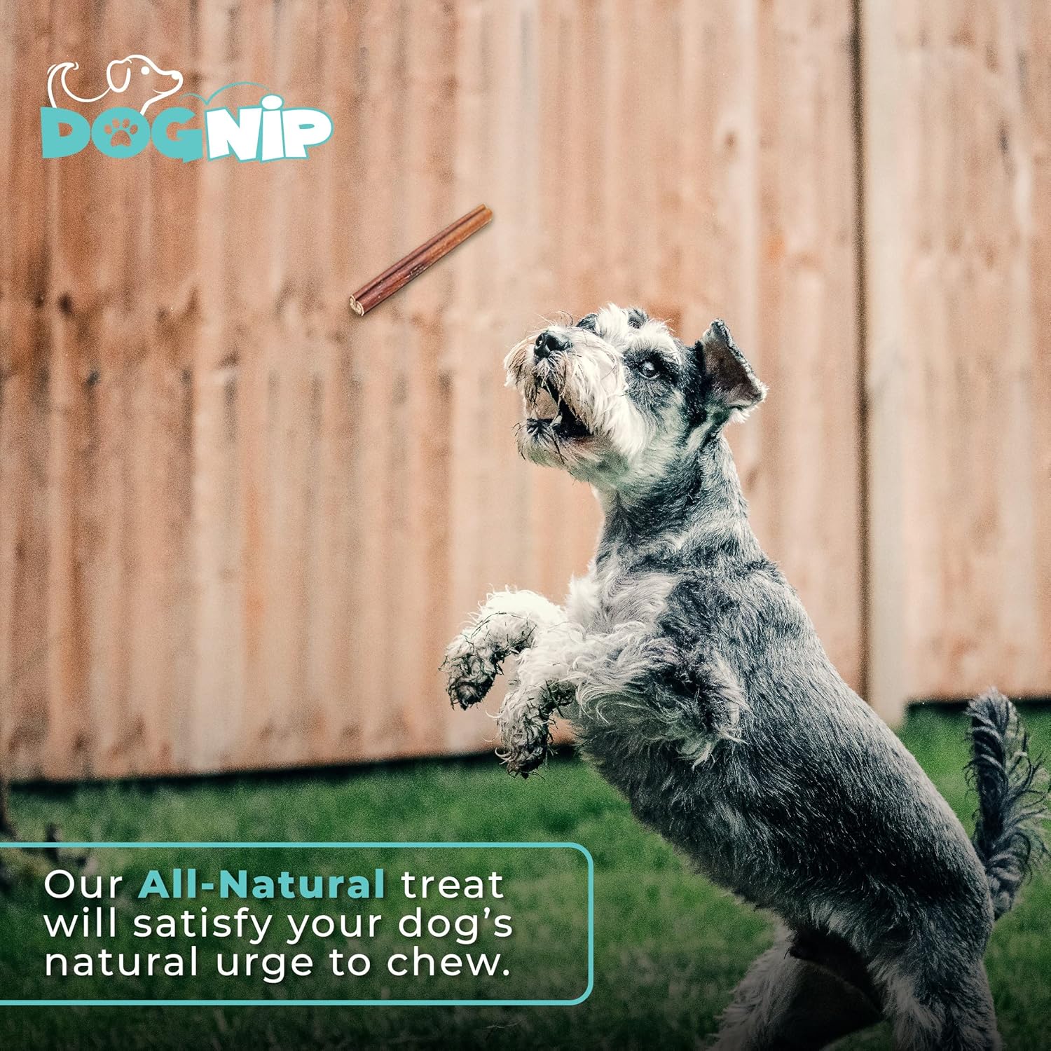 Dog Nip! 6" Straight Odor Free Bully Sticks (25 Pack) - All Natural Bully Pizzle Bone - Best Long Lasting Dog Chew Dental Treats For Small, Medium, Large Breeds