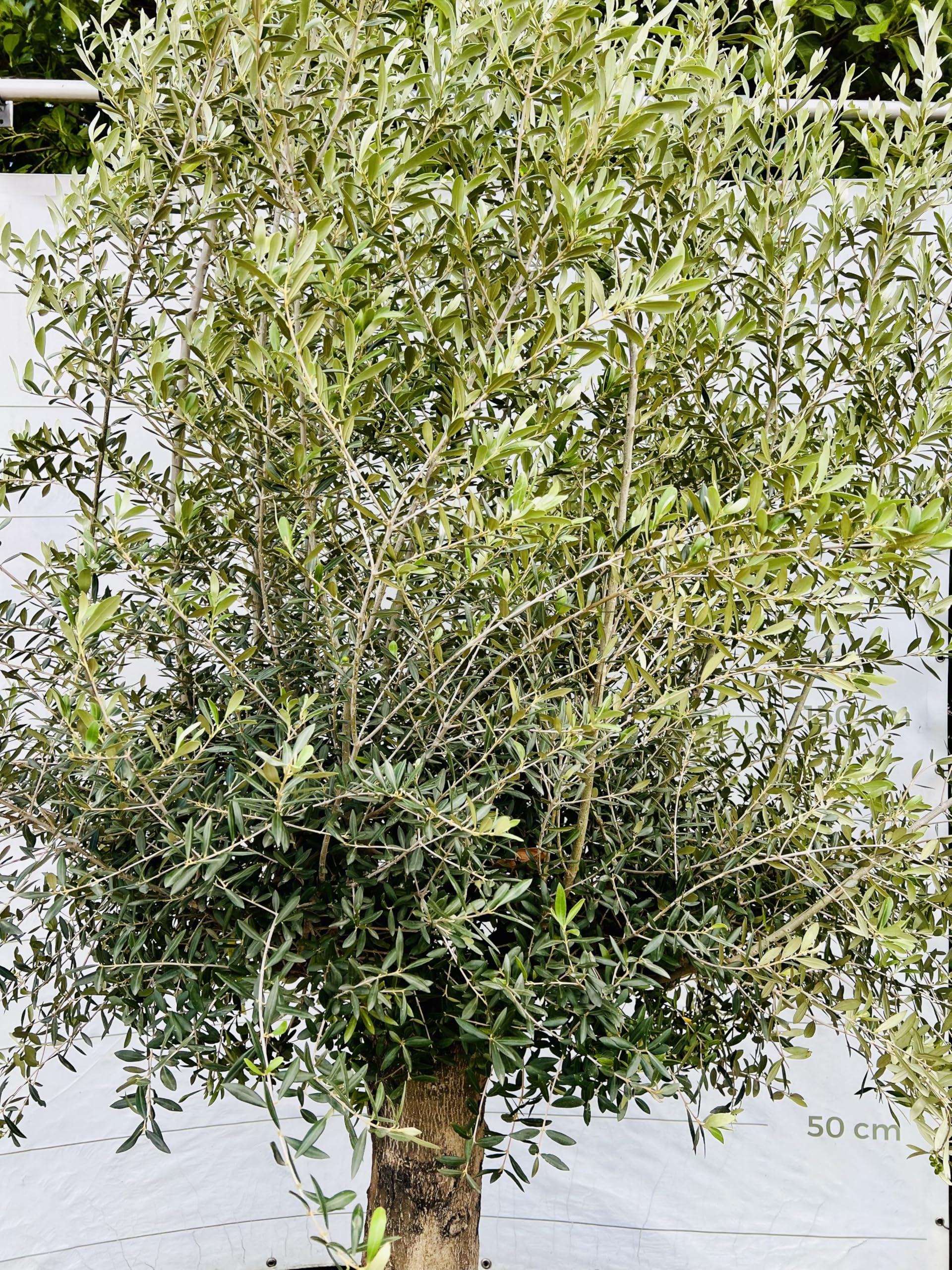 Tropictrees Olivenbaum stammumfang 50-60cm, 70 jahre alt, 240cm winterhart,  Olea Europaea olive : Amazon.de: Garten