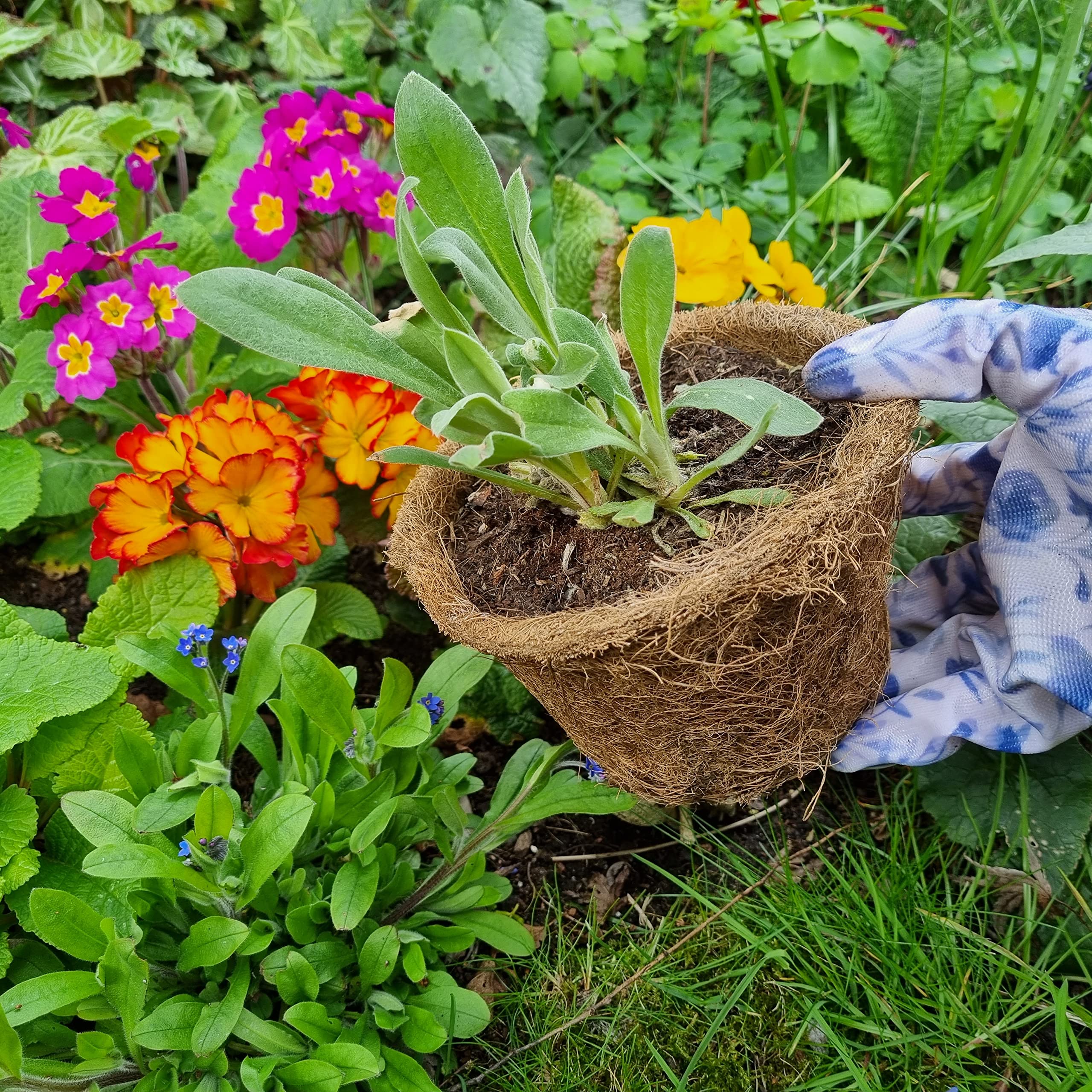 Coir Plant Pots/Each 1 Litre Volume, 14cm / Pack of 5 in box/Eco Friendly, Plastic Free - Image 4