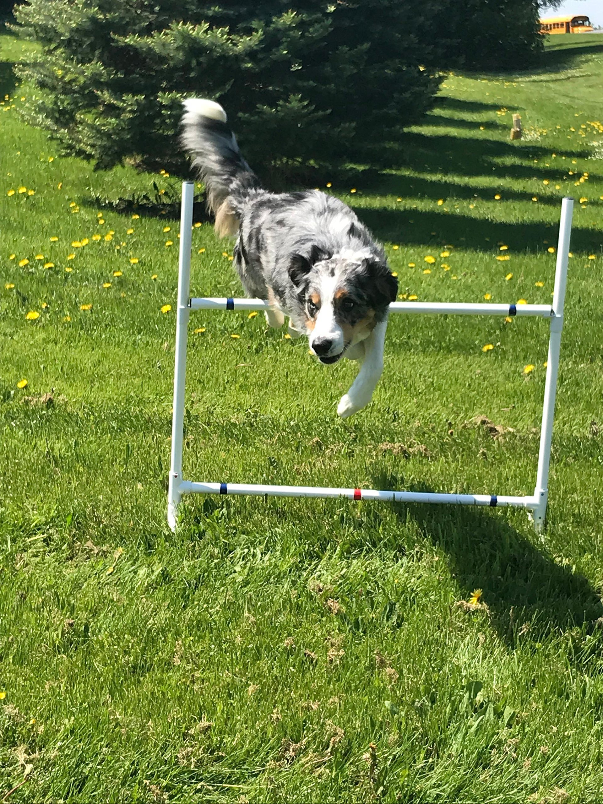 How Do You Make Dog Agility Jumps