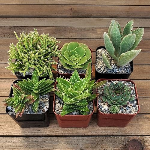 Miniatura 4 de Green Garden - Suculentas de 2 pulgadas (paquete de 16) cactus suculentas reales