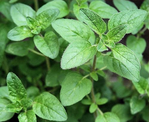 Miniatura 5 de Seeds Sweet Marjoram Non GMO Heirloom 1000 Seeds