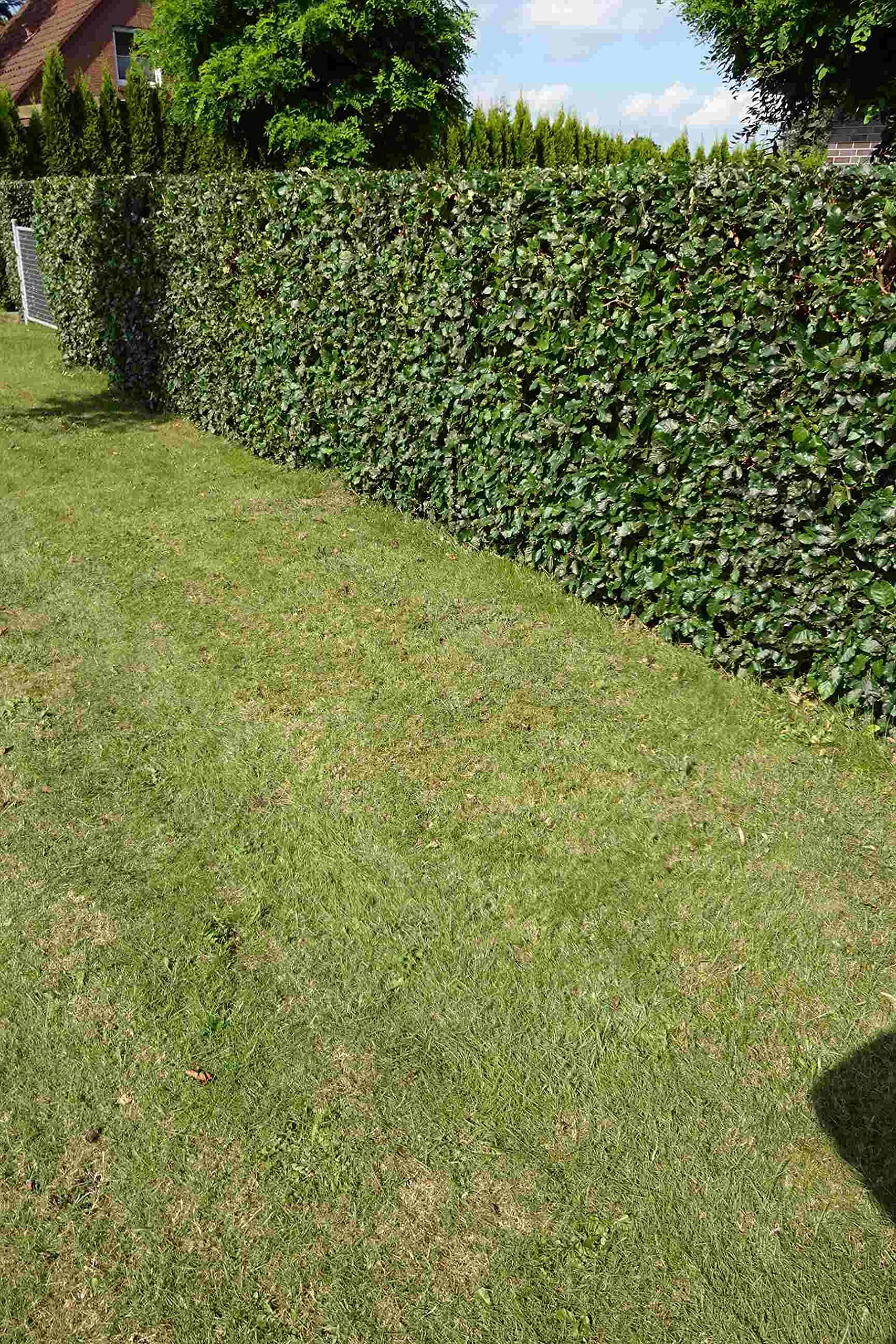 Rotbuchen 100st. 30-60cm Rotbuche Fagus sylvatica Wurzelware Heckenpflanzen Gartenhecke