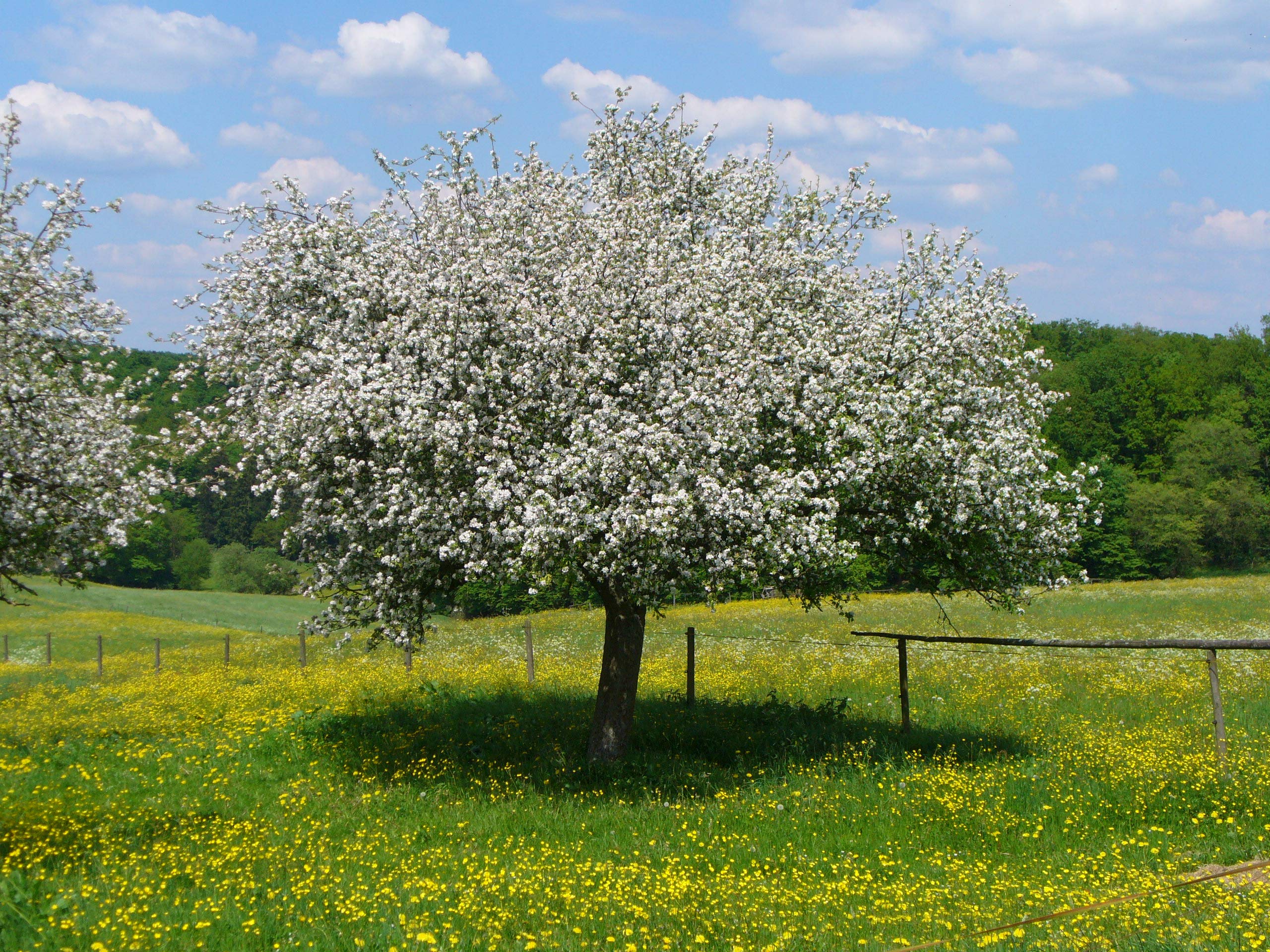 Wegmann Echter deutscher Honig aus Hessens Frühlingsblüten, natur 500 g (6er Pack)