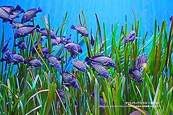 ✨Canon Kiss X7i✨スマホ転送❣️自撮り❣️高速AF❣️動画❣️極上美品❣️ ✨Canon Kiss X7i✨ショット数希少❣️スマホ転送❣️自撮り