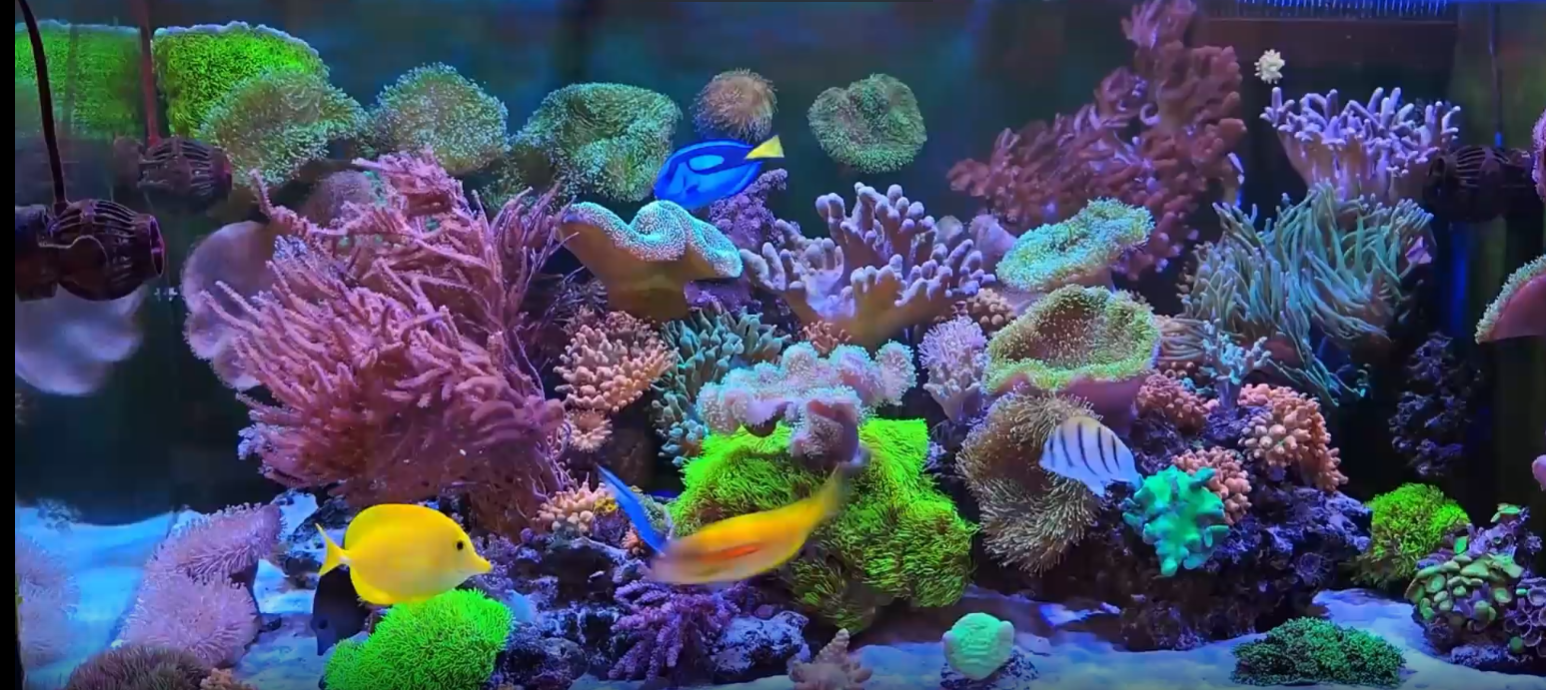 Amazon.co.jp: PopBloom RL90 WiFi 水槽ライト 100watts スマートAPP