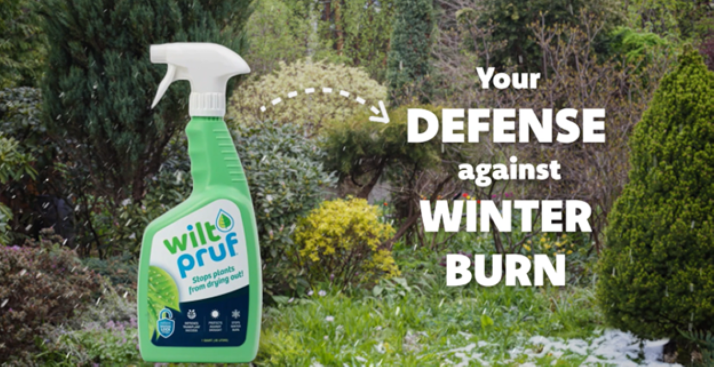 Amazon.com : Wilt-Pruf Original Winter Plant Protection | Ready-to-Spray  (32 oz) | Maximum Strength Against Winter Burn/Damage | Replaces Burlap |  Lasts Up to 4 Months | 32 oz : Anti Desiccant