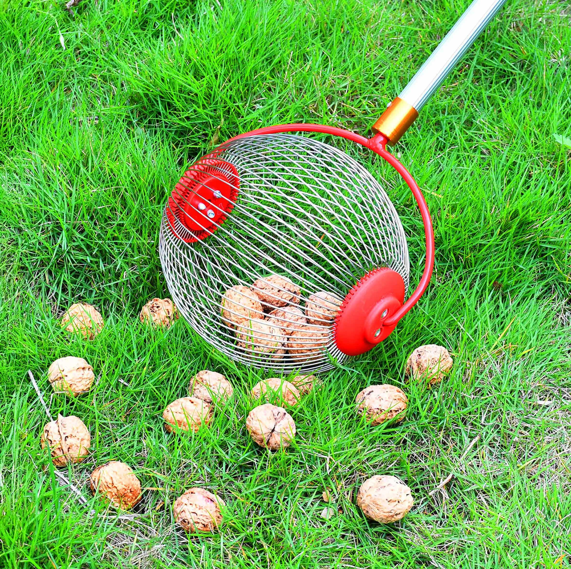 Spetebo Rollsammler für Früchte und Nüsse mit Alu Teleskopstiel - ausziehbar bis 120 cm - Obstsammler mit rundem Erntekorb und Teleskopstange - Kugelpflücker Erntehelfer für Äpfel Birnen Obst