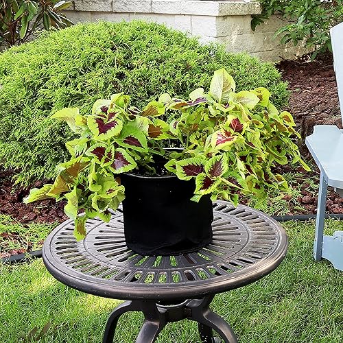 Miniatura 4 de Sunnydaze 1 paquete de bolsas de cultivo de jardín de 3 galones para verduras, macetas y macetas de tela de fieltro de polipropileno no tejida de