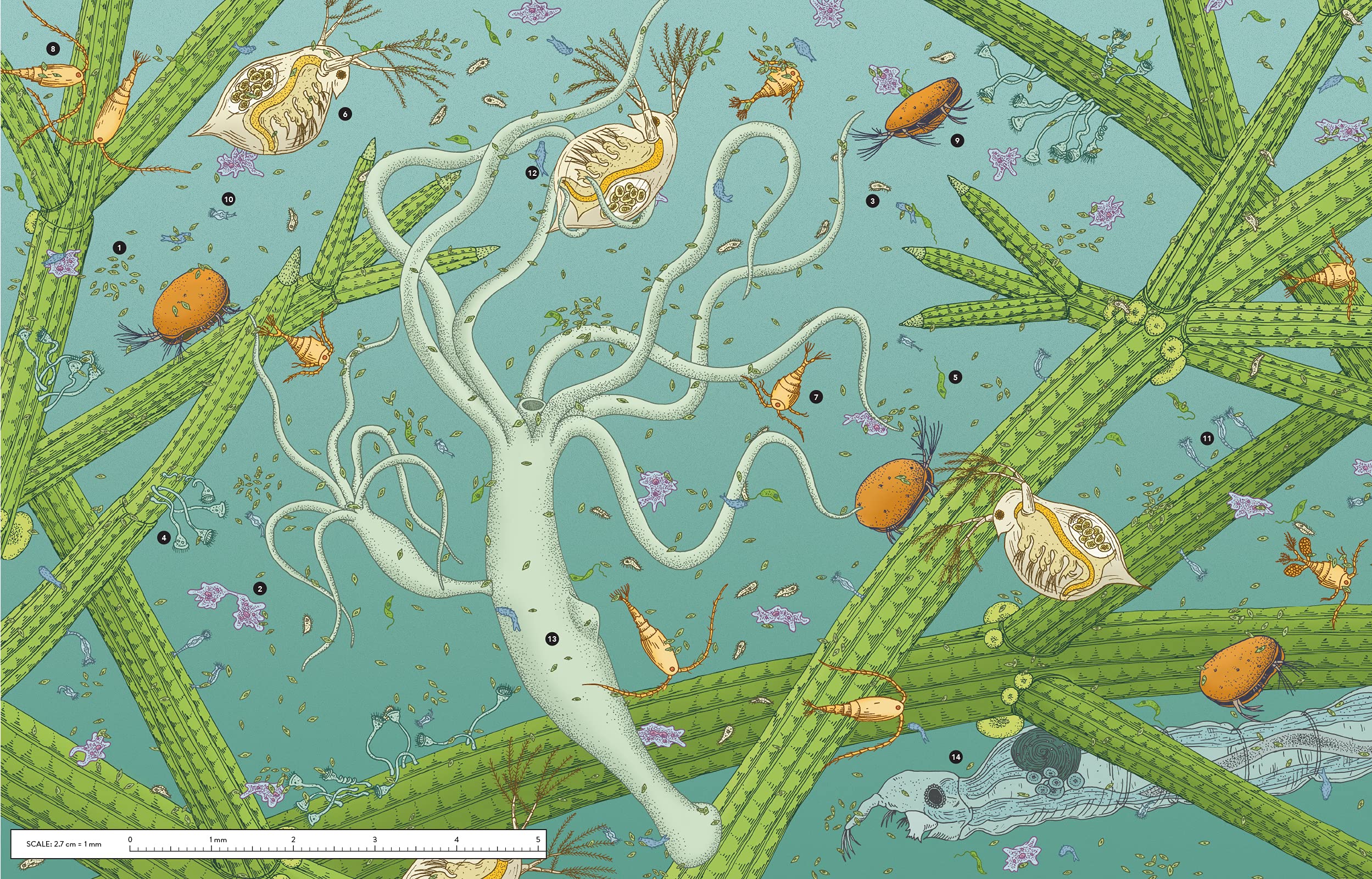 Unseen Worlds: Real-Life Microscopic Creatures Hiding All Around Us - Image 6