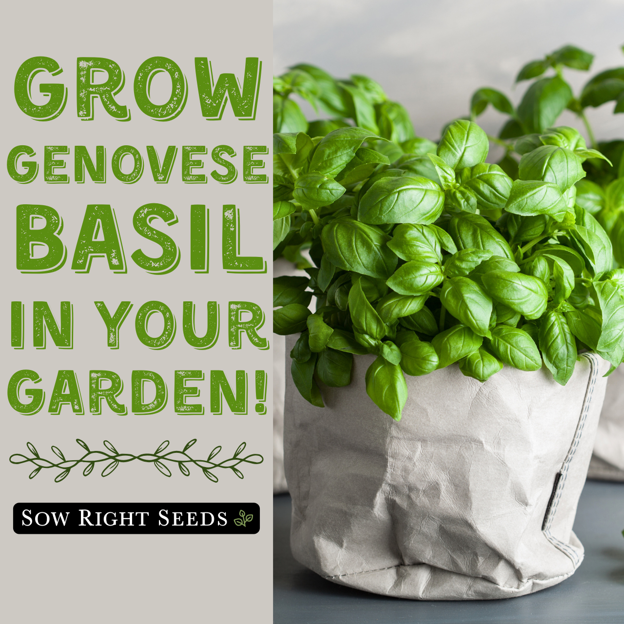 Amazon.com : Sow Right Seeds - Genovese Sweet Basil Seed for