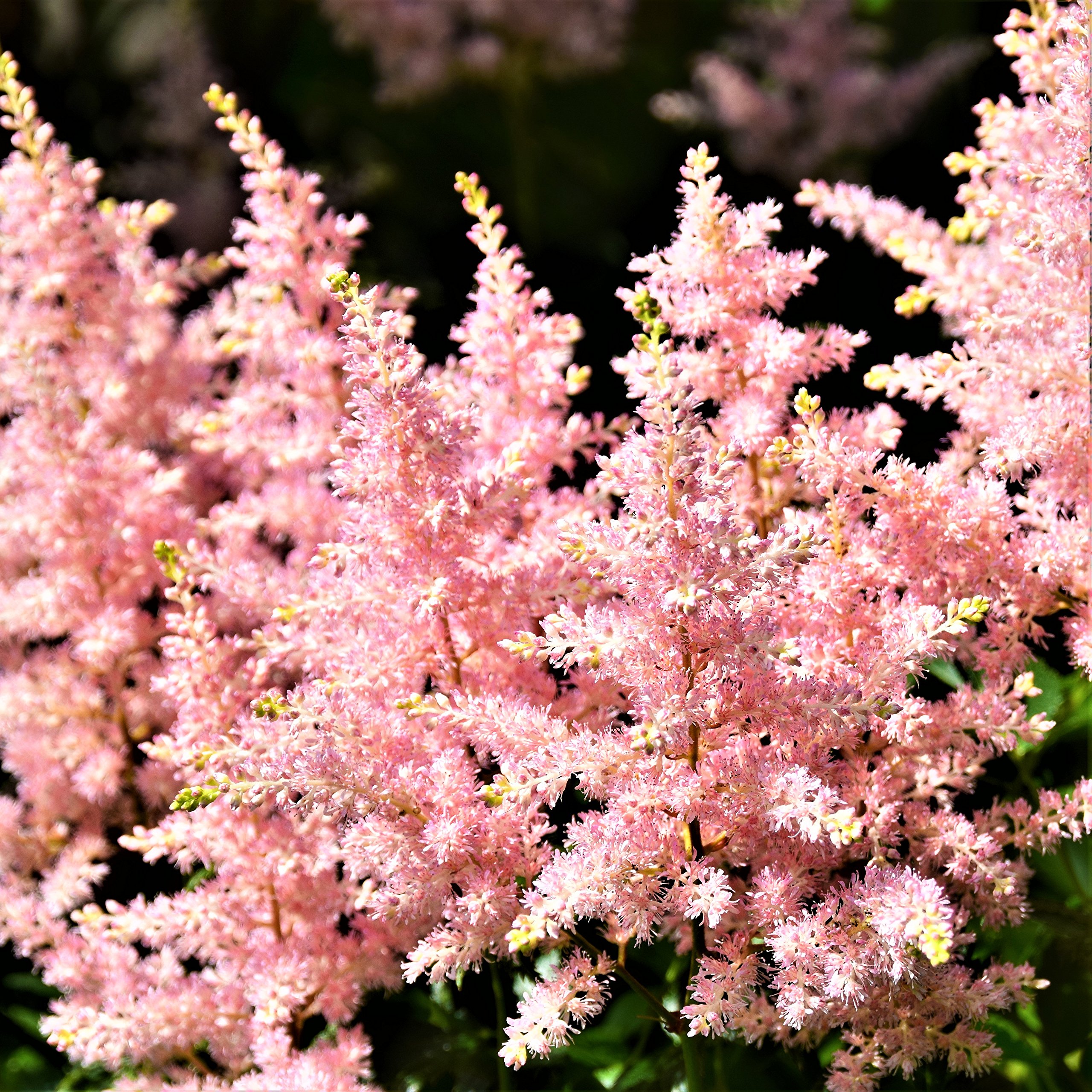 Easy to Grow Astilbe Peach Blossom