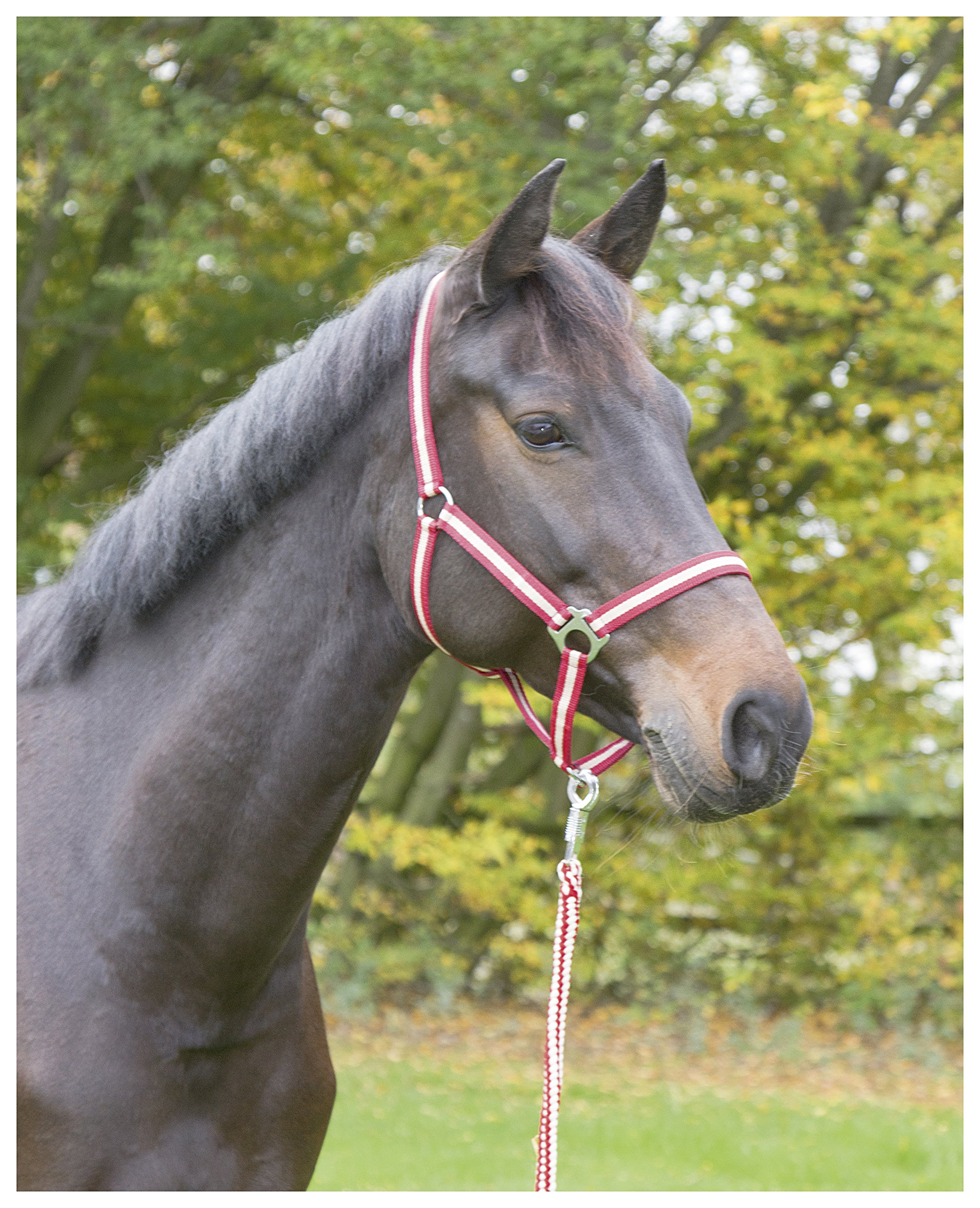 Kerbl Hippo Head Collar - Red, Size 3
