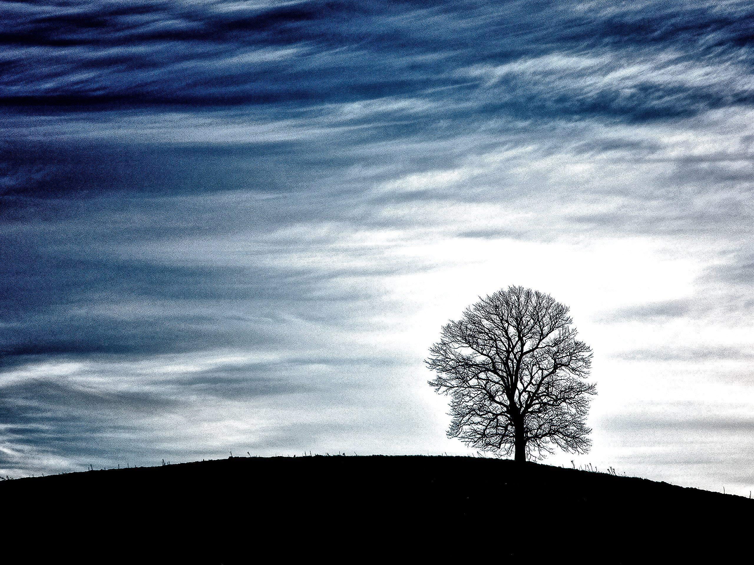 Lone Tree Minimalist Photograph, Tree Silhouette Photo, moody blue tones, Contemporary Wall Art for Home or Office