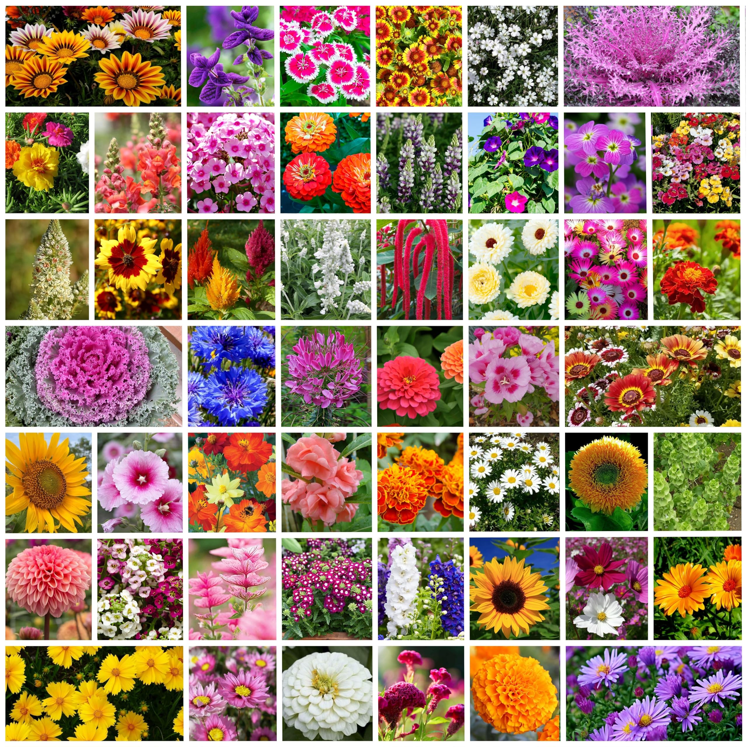 ONLY FOR ORGANIC 50 Variety Of Flower Seeds Combo Pack With