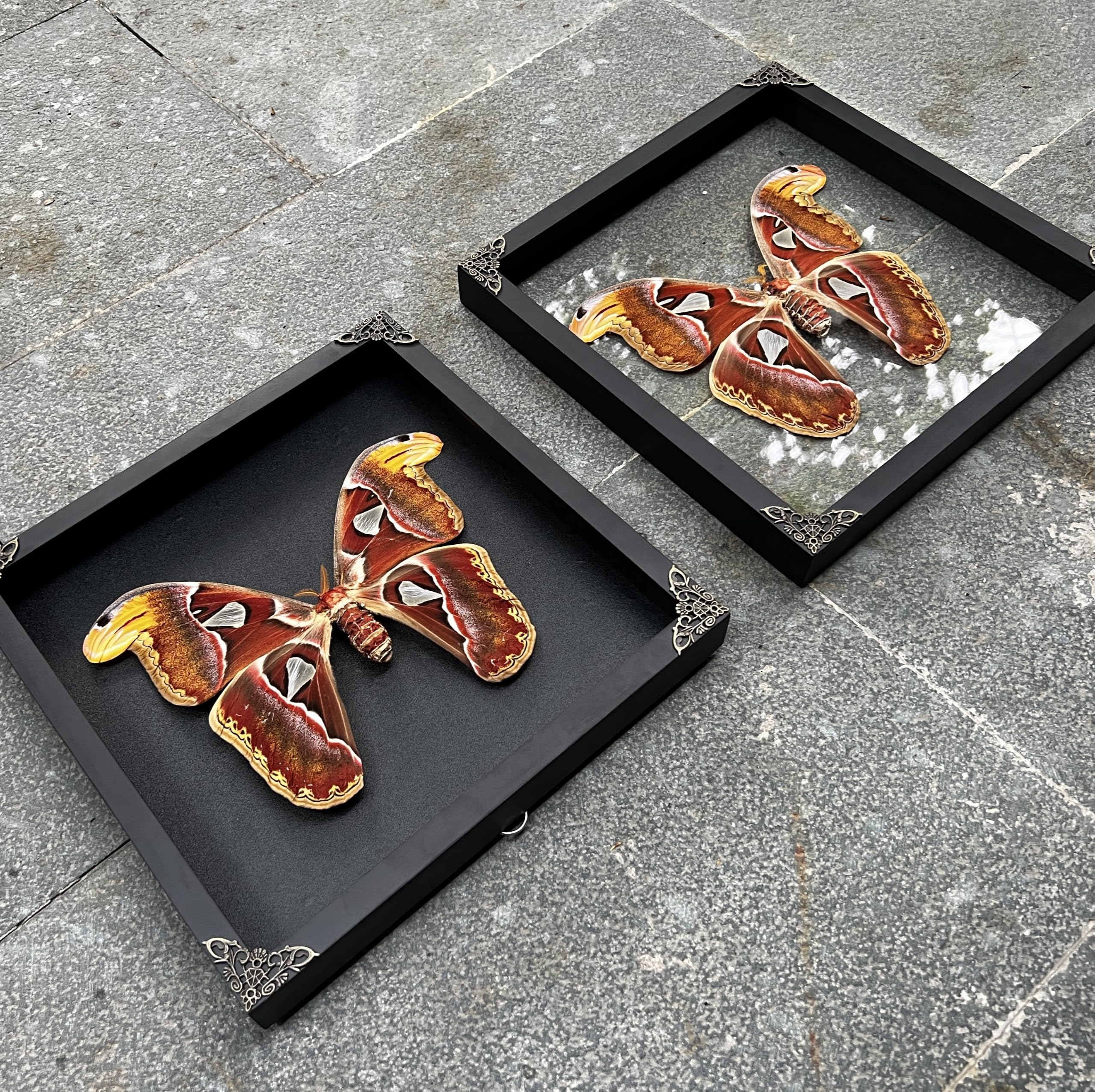 Amazon.co.jp: Real Atlas Moth 10.2インチ 額入り 剥製昆虫 ゴシック