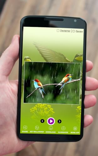Love Birds Wallpapers