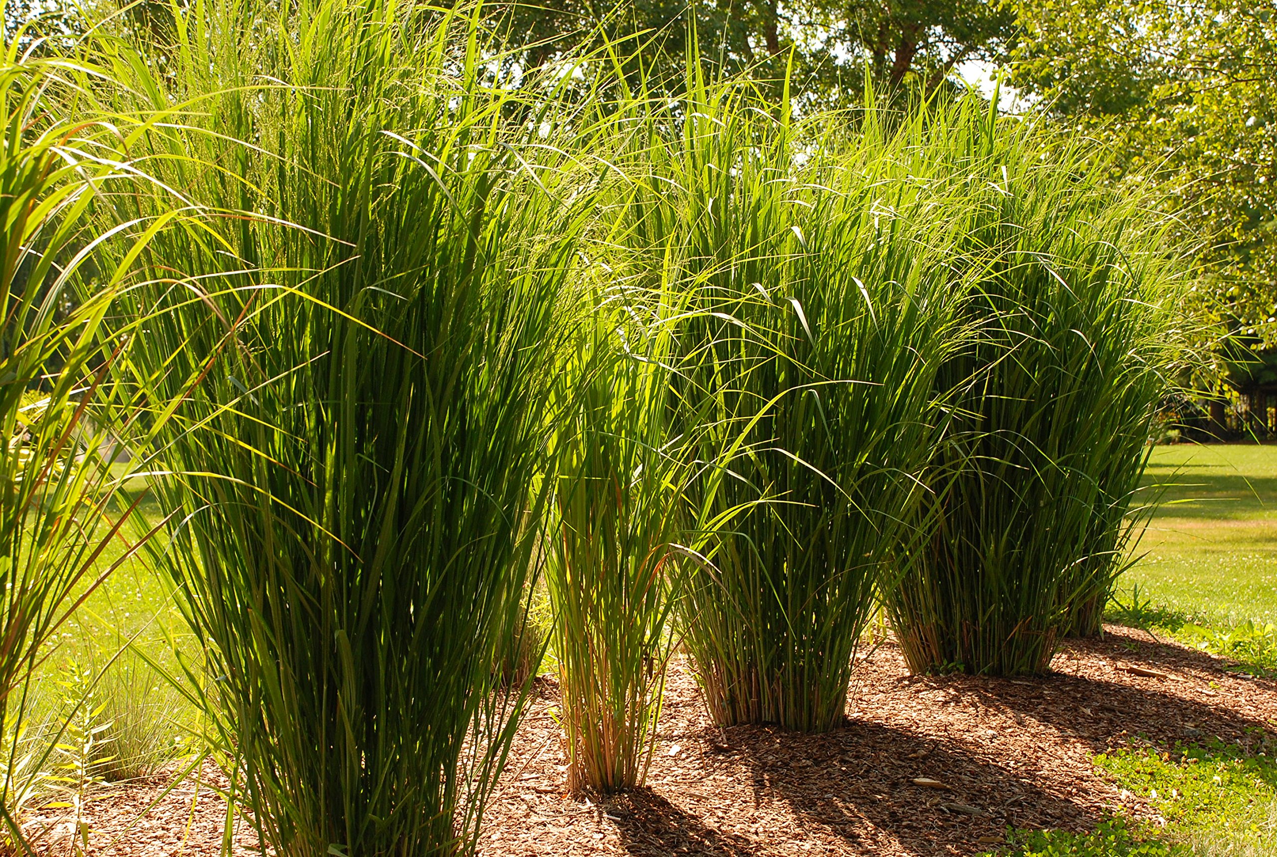 Stauden Gänge 3 x Panicum virgatum 'Northwind' im 1 Liter Topf (Ziergras/Gräser/Winterhart/Mehrjährig/Staude) Reisen Rutenhirse - TOP SORTE/EXTREM AUFRECHT - Perfekt für als Sichtschutz