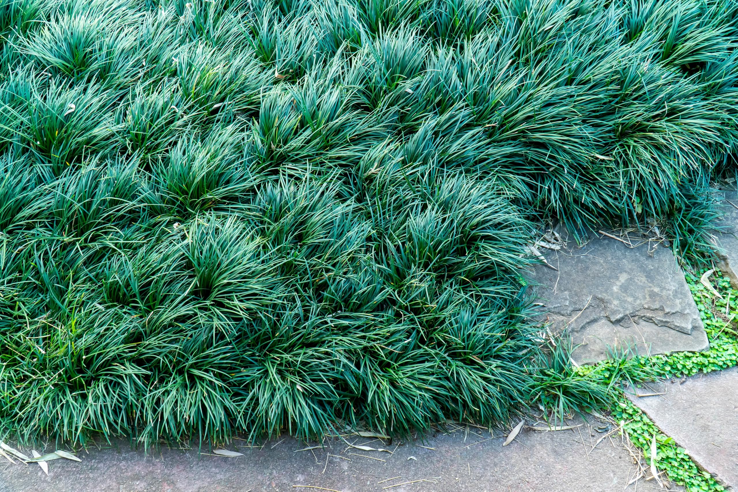 Stauden Gänge 10 x Ophiopogon japonicus Japanischer Schlangenbart