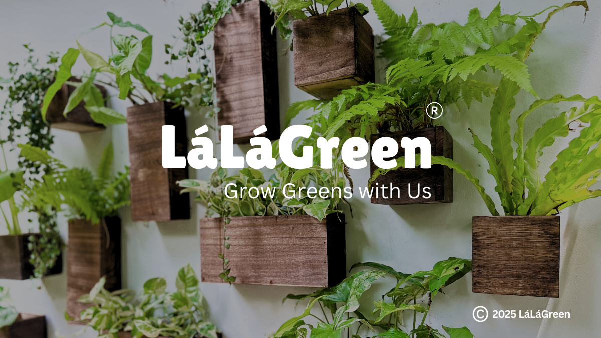 Amazon.com: LaLaGreen Indoor Planter Box for Plants (4x4 Inch, 12