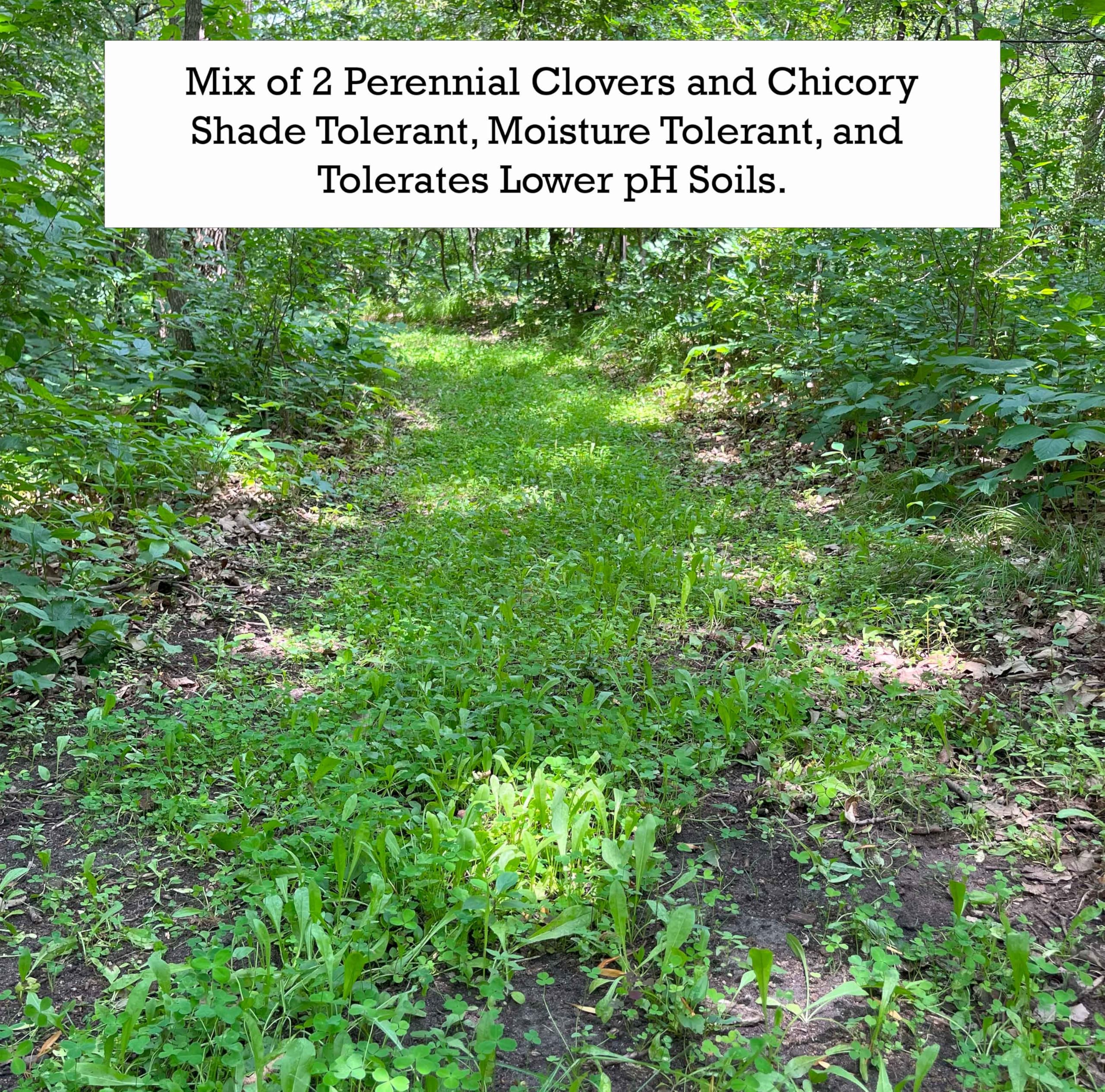 TnT Seed Company Slim Shady Mix Food Plot Seed, Seeds 1/2 Acre, Perennial, Chicory and Two Clovers, Easy to Plant and Maintain, Throw and Grow