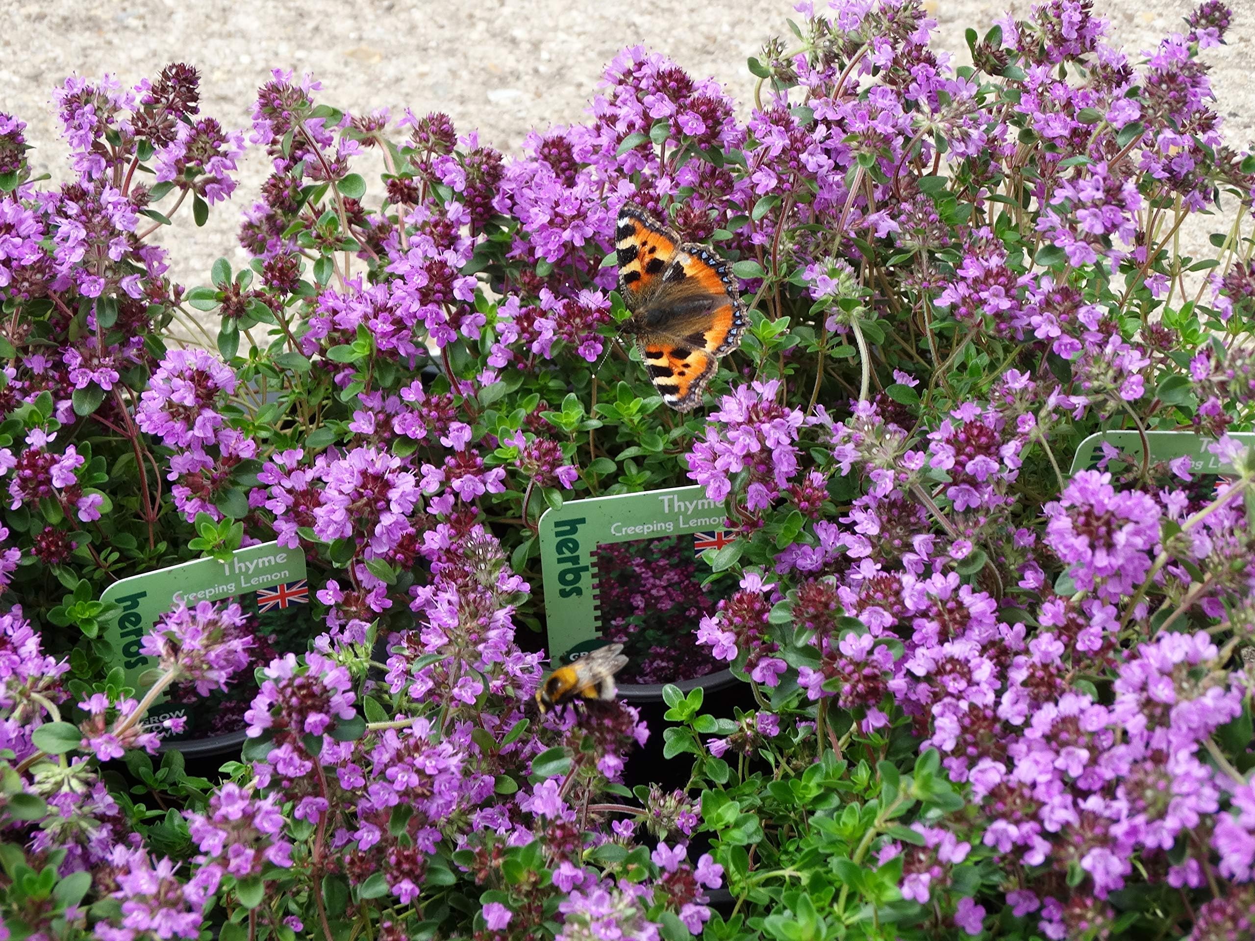 Thyme Creeping Lemon evergreen herb plant aromatic leaves pink-mauve flowers summer loved by bees ground cover 9cm pot