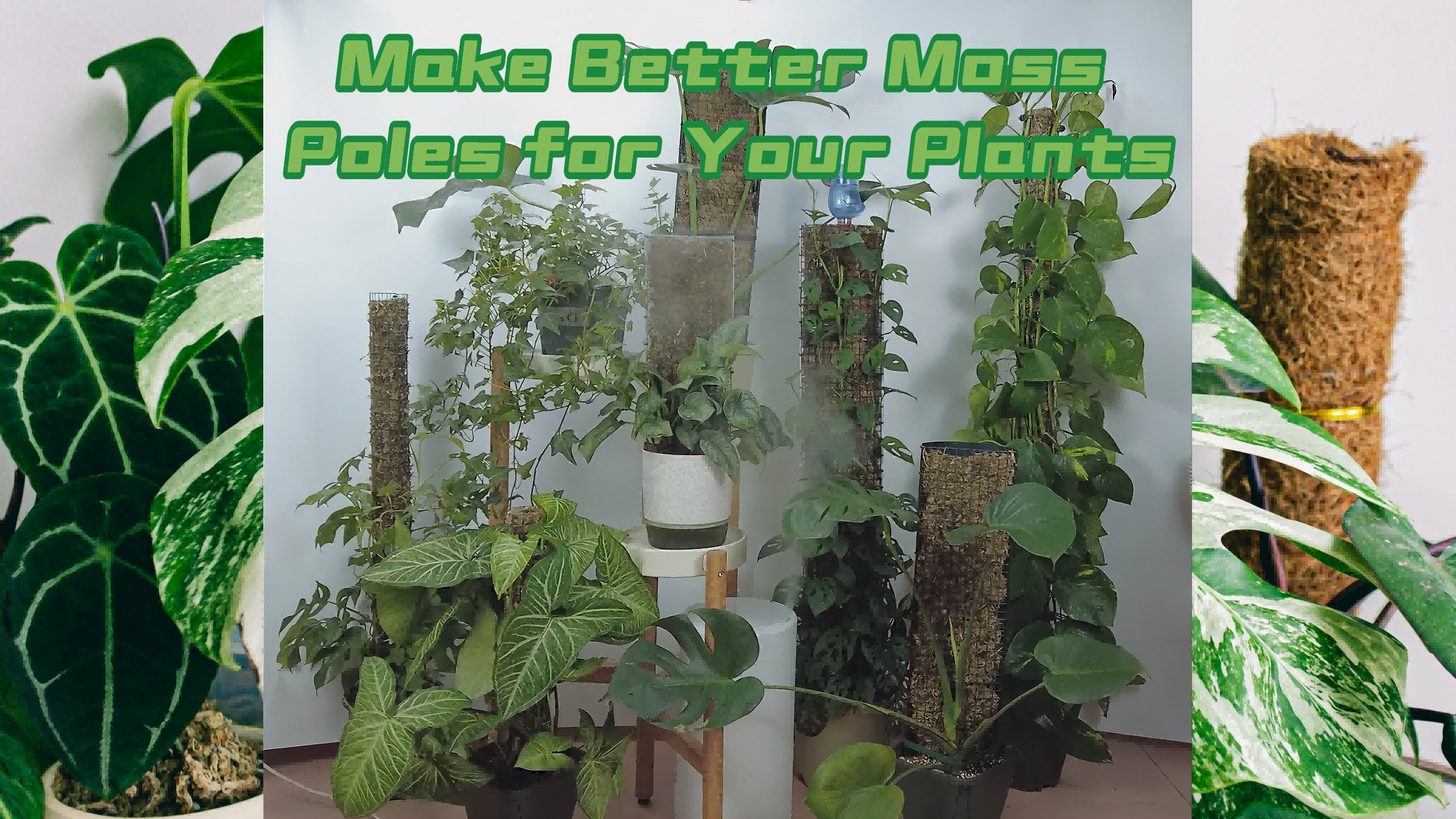 Amazon.com : 10ft/20ft/40ft DIY Metal Mesh Sphagnum Moss Pole