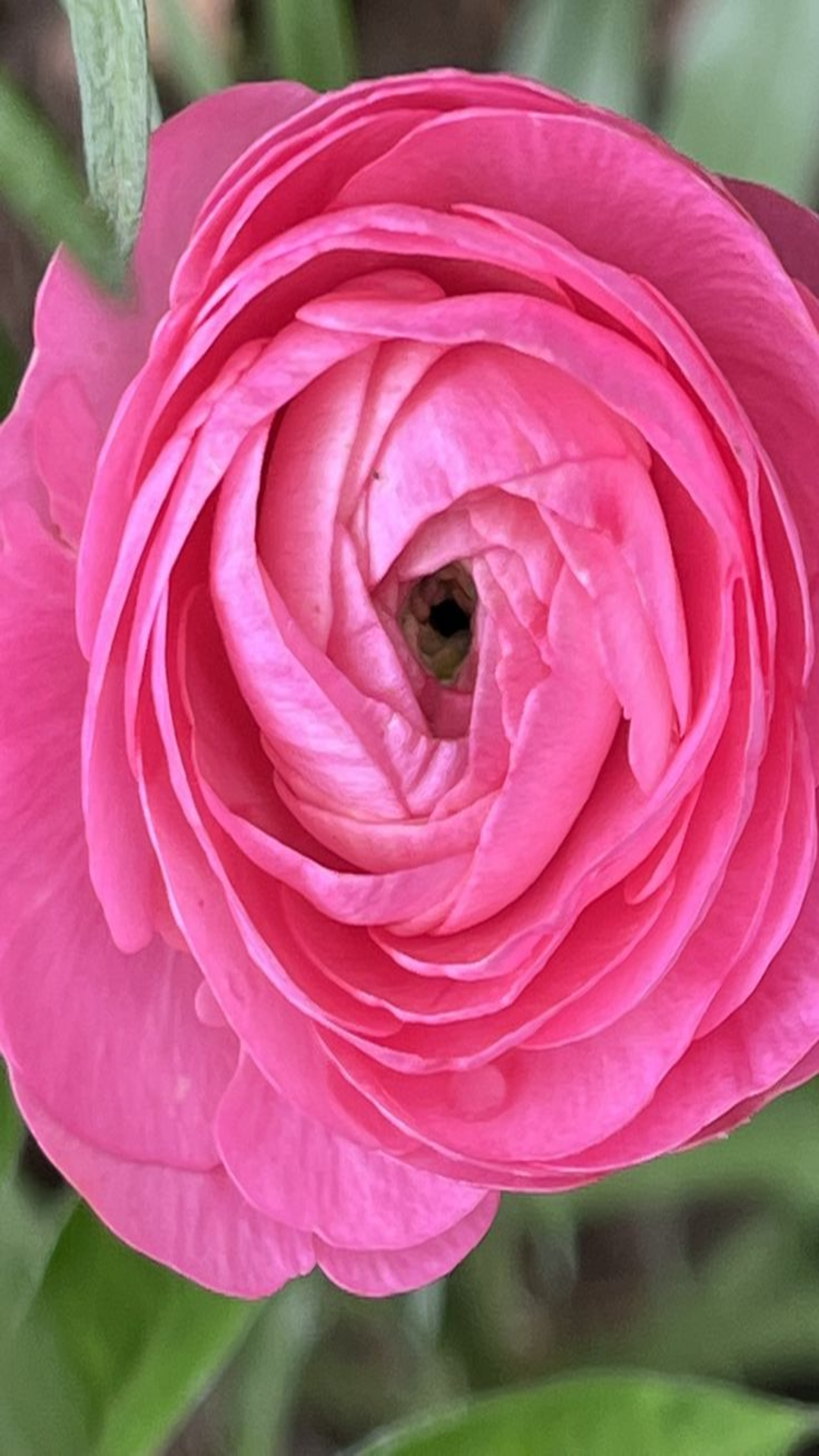Pink Ranunculus Wallpaper Pink Ranunculus Wallpaper App On Amazon
