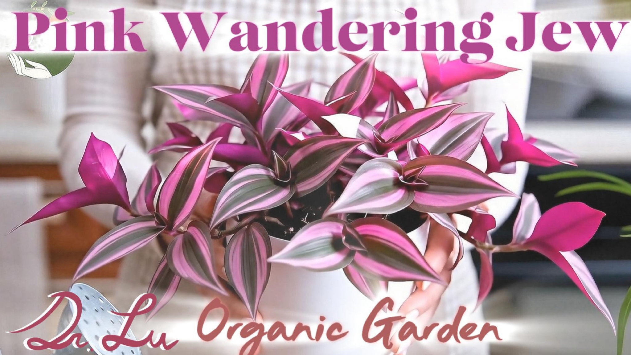 Amazon.com : Dr. Lu's Organic Pink Wandering Jew Live Plant | Rare