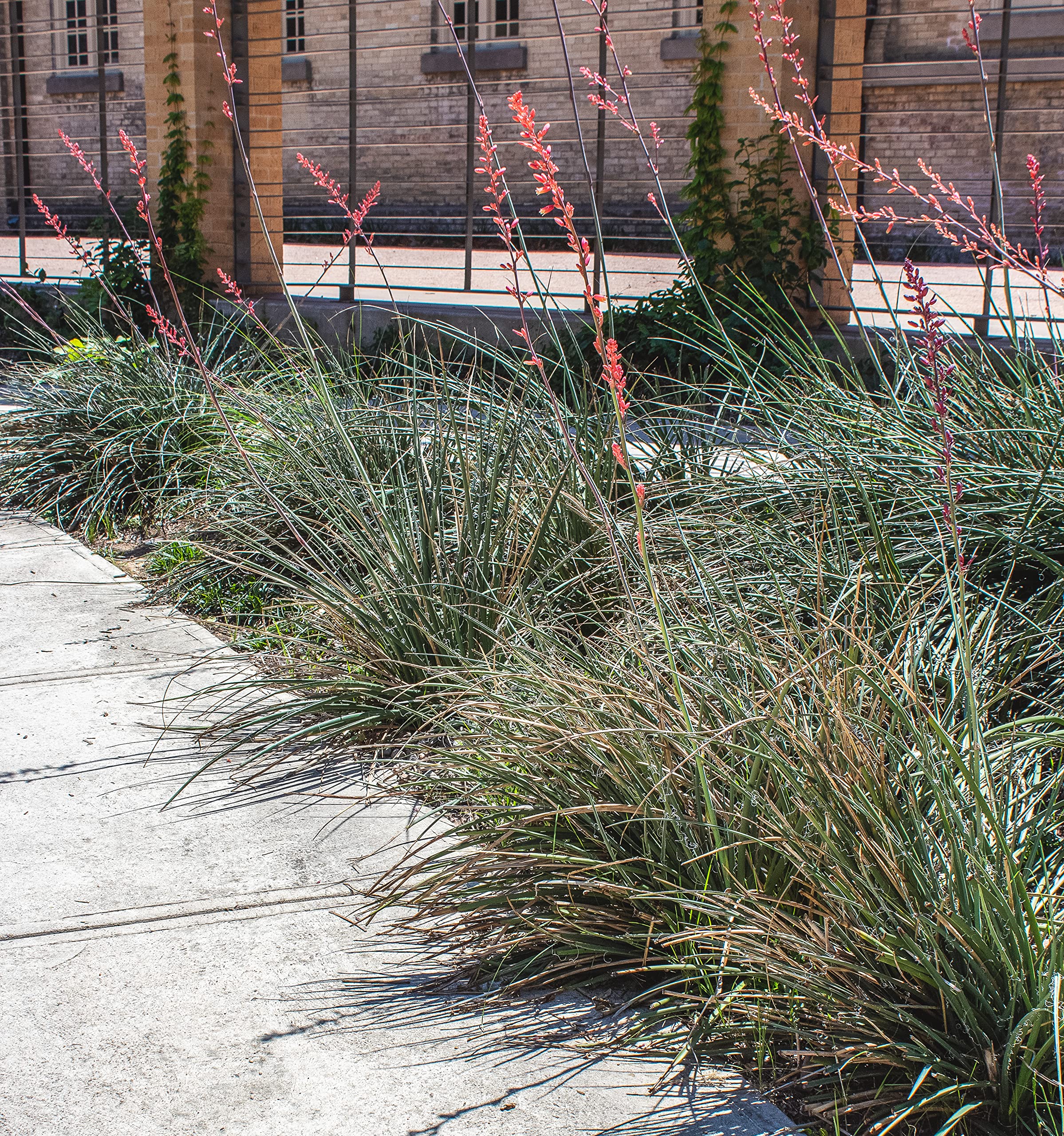 Amazon.com : Live Succulents Plants Live Red Yucca Plant, Outdoor Plants  Live Yucca Plants, Outdoor Yucca Plants Live Plants, Succulent Plants Live  Outdoor Plants, Succulents Live Accent Plant by Plants for Pets :