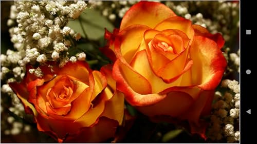 995 Flowers Wallpapers