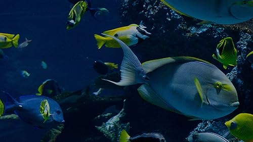 Aquarium Life