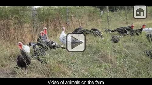 Free 100 Farm Animals