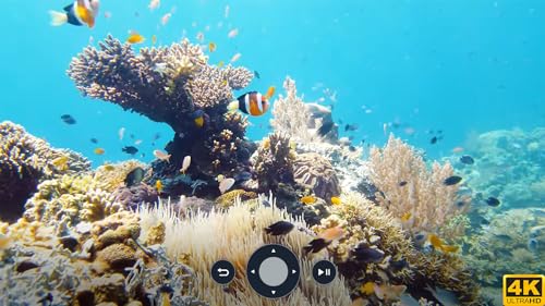 Aquário 4K Deslumbrante Subaquático com Música Relaxante - Recifes de Coral & Vida Marinha Colorida