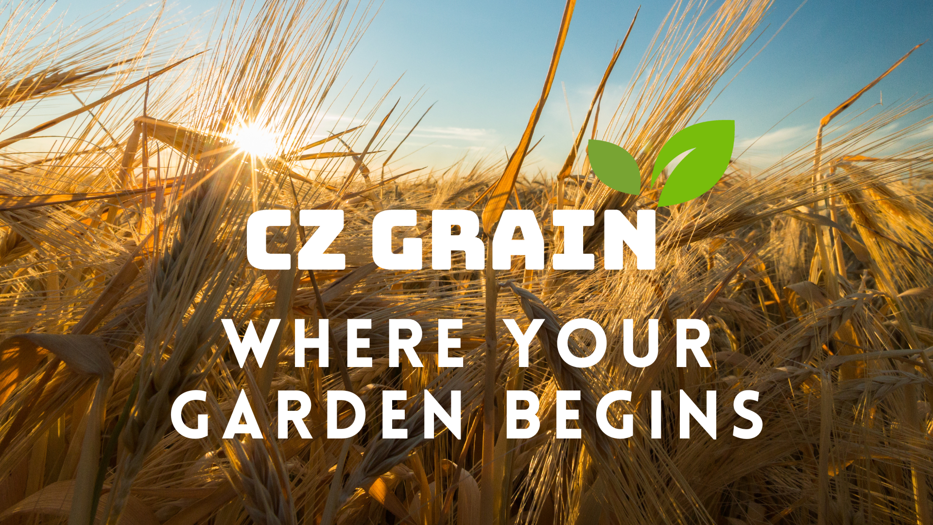 Amazon.com : Wine Grape Vine Seeds for Planting - 50 Seeds - Ships