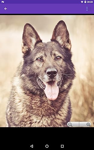 Dogs Wallpapers