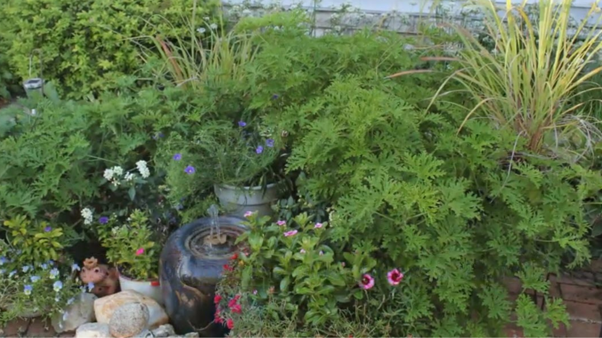 Amazon.com : Clovers Garden Mosquito Trio Nine (9) Mosquito Repellent Live  Plants  Non-GMO - Each 4" to 8" Tall  in 4" Inch Pots - Includes  Citronella Geranium, Lemongrass, Lantana Plants (