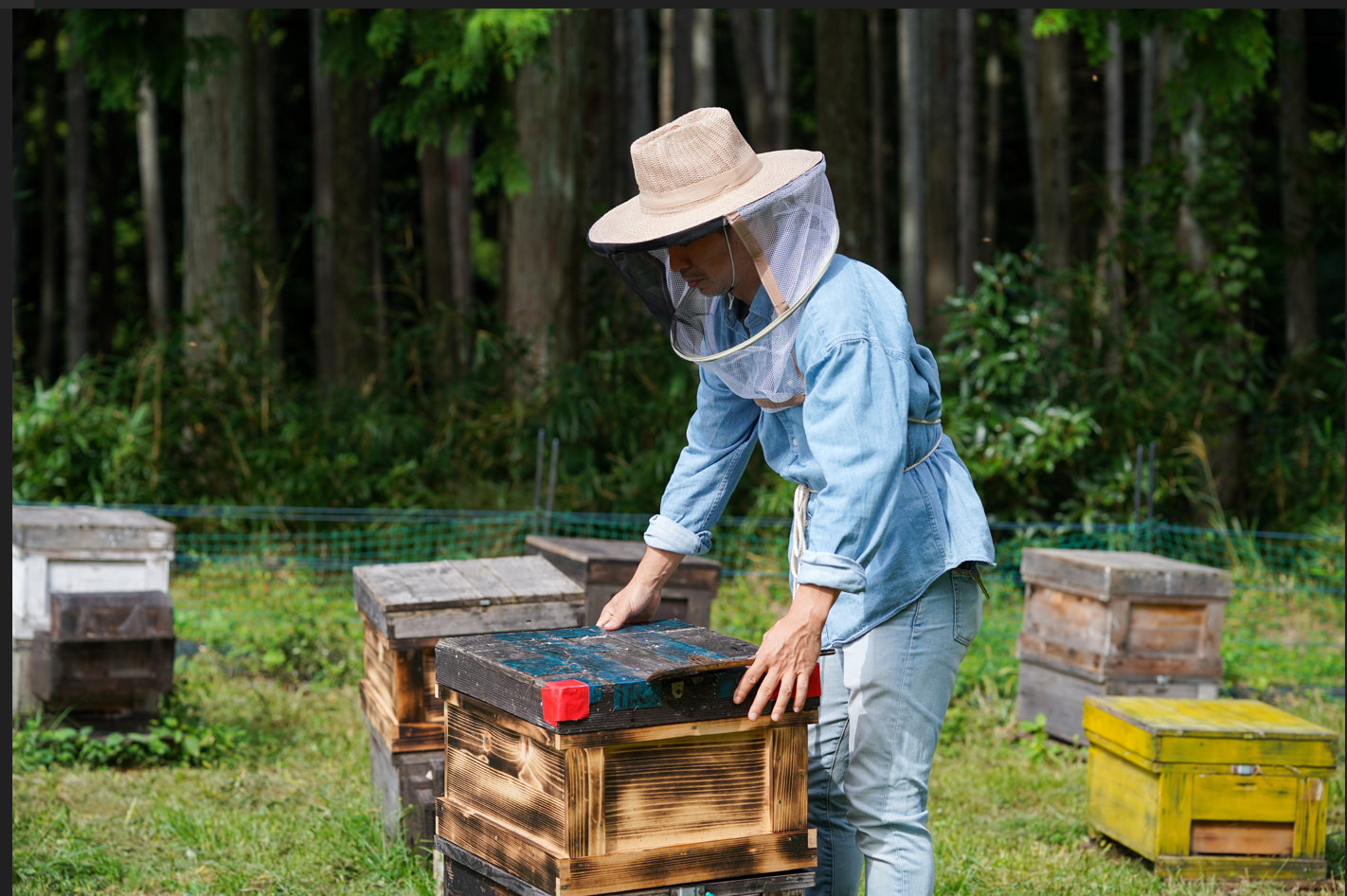 Amazon | HONEY.K【5つ星ホテル採用】国産はちみつ 京都産 はちみつ