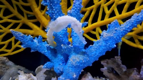 Mesmerizing Seahorse Aquarium Screensaver – vue 5