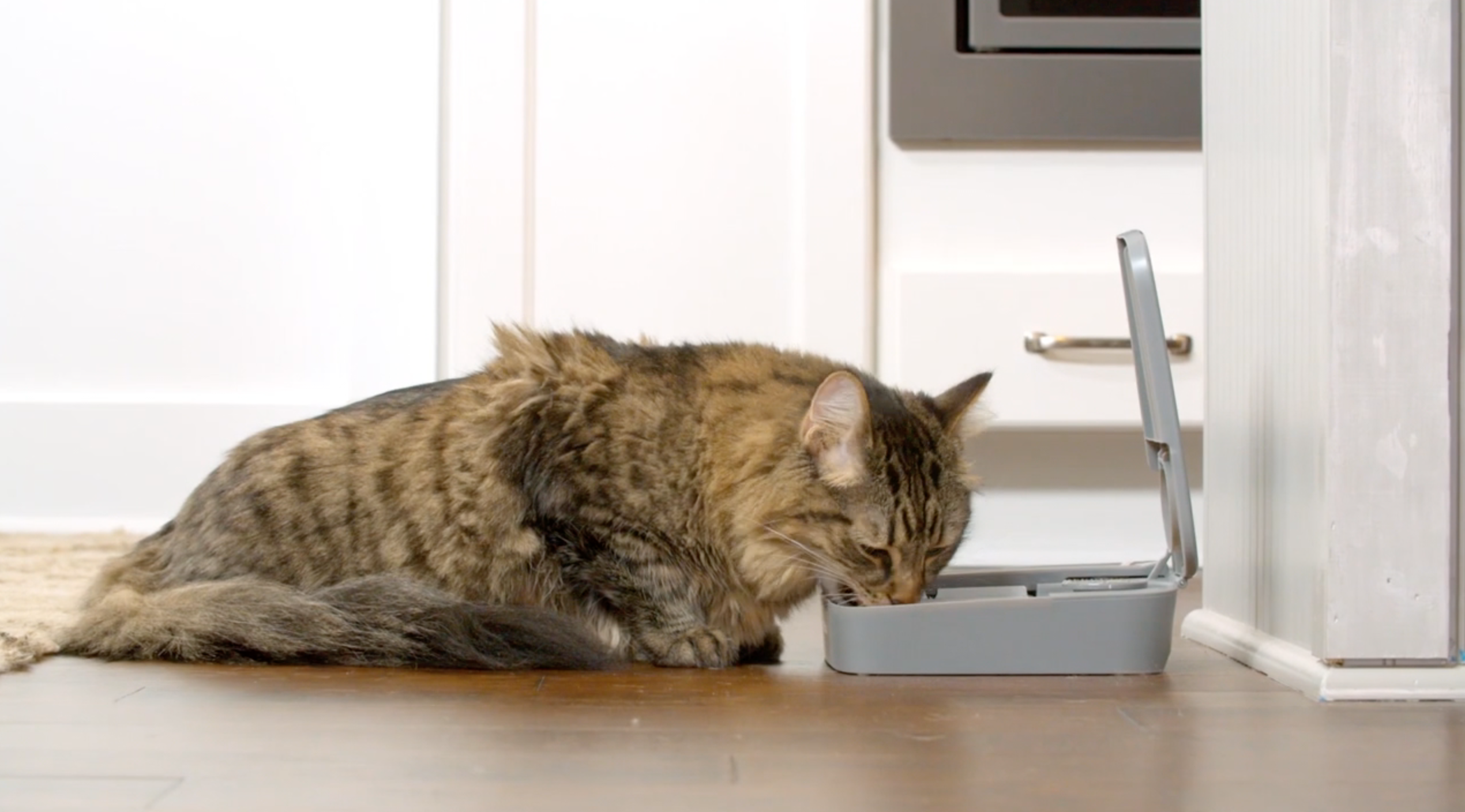 Amazon | PetSafe（ペットセーフ）犬猫用 自動給餌器 おるすばん