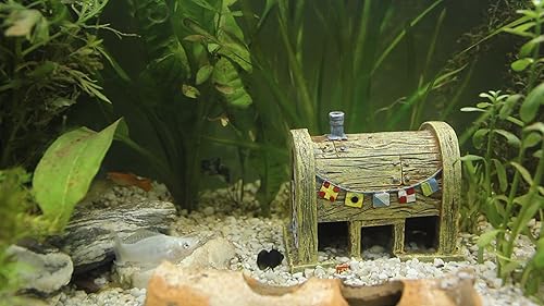 Home Aquarium [1+ hour video & audio]
