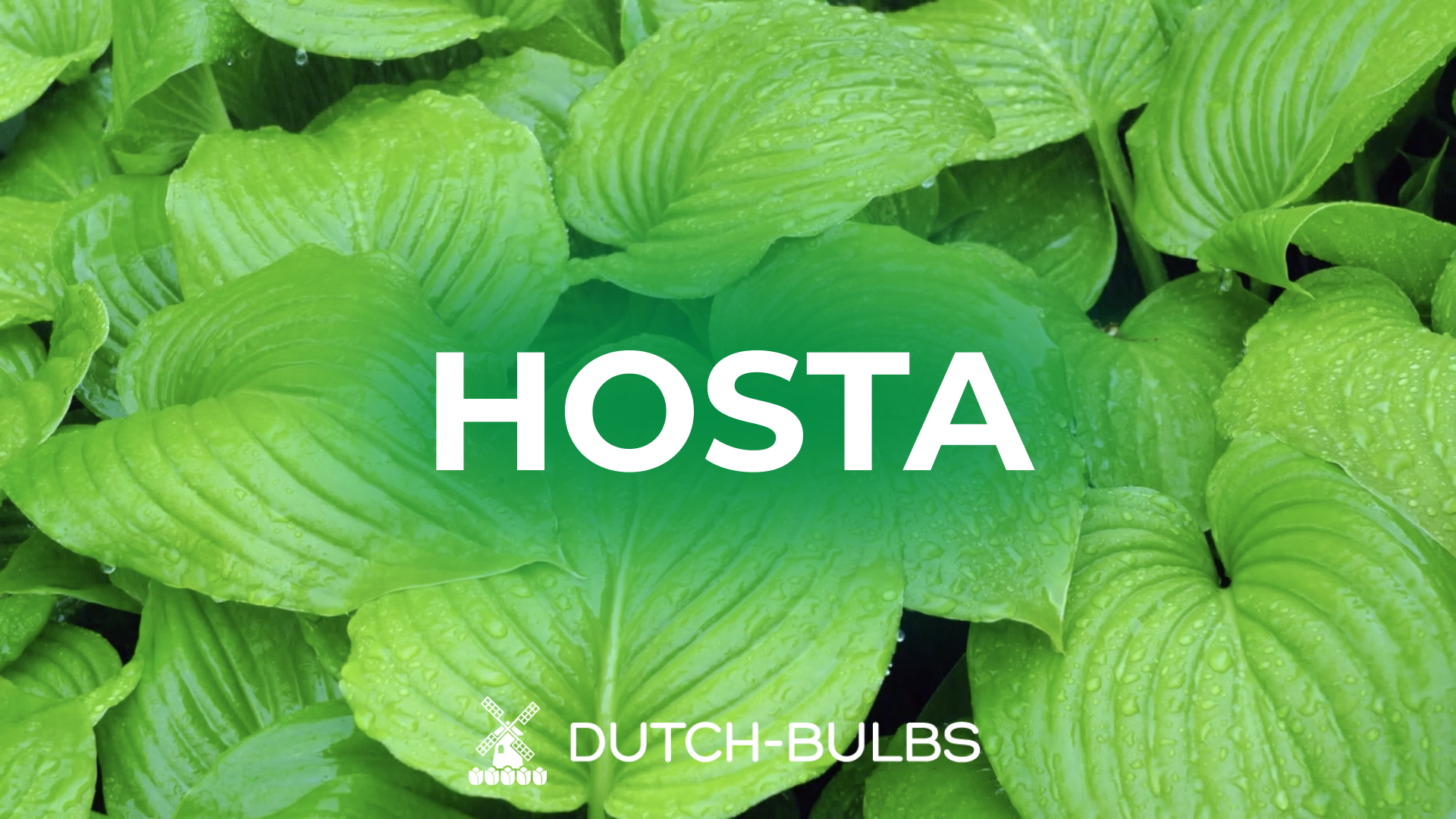 Colección De Hostas Premium – 10 Variedades Diferentes, Plantas Perennes De Sombra, Raíz Desnuda (sin Semillas)