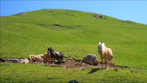horse