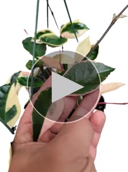 Amazon.com : Tricolor Hoya Krimson Queen, Hoya Carnosa Variegata