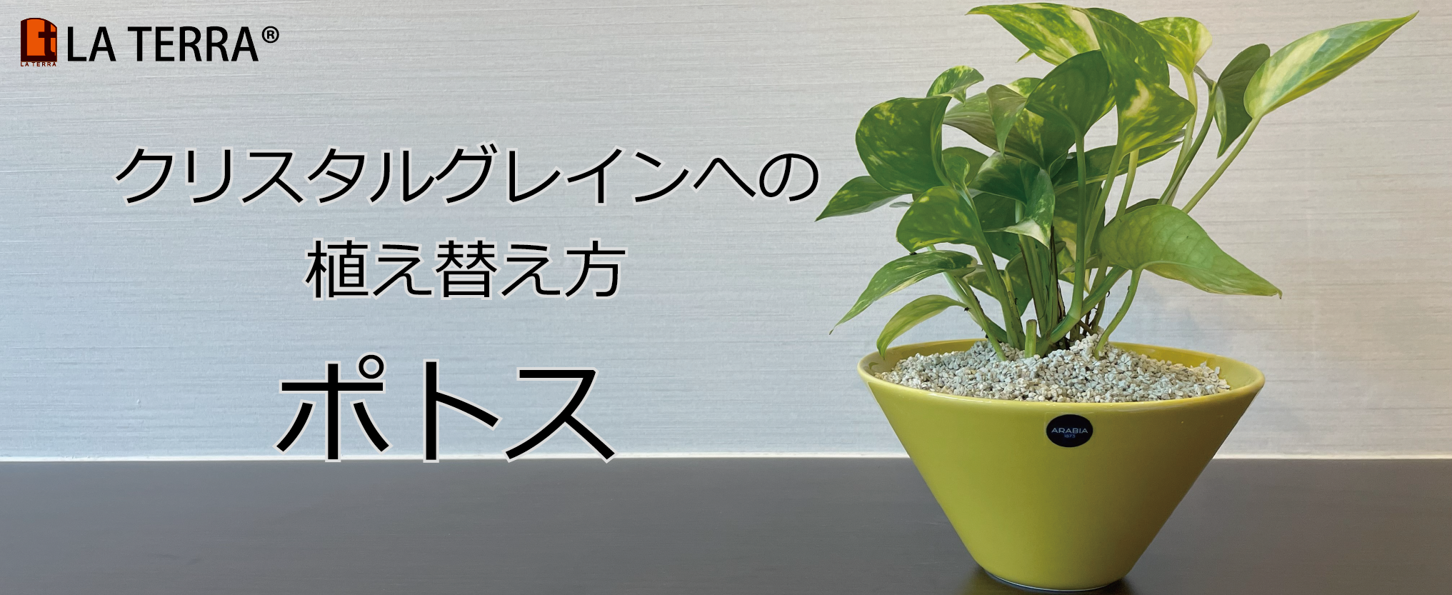 Amazon | ラテラ クリスタルグレイン 観葉植物の土2L（粒径：粗目