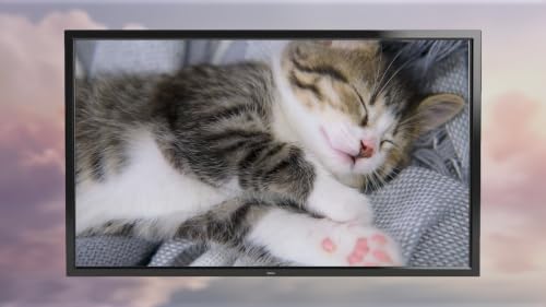 Musique apaisante pour chats TV - Relaxation et soulagement du stress pour animaux de compagnie – vue 6